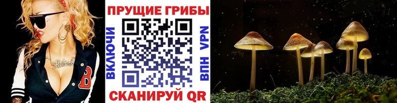 Галлюциногенные грибы мицелий  Нижний Новгород 